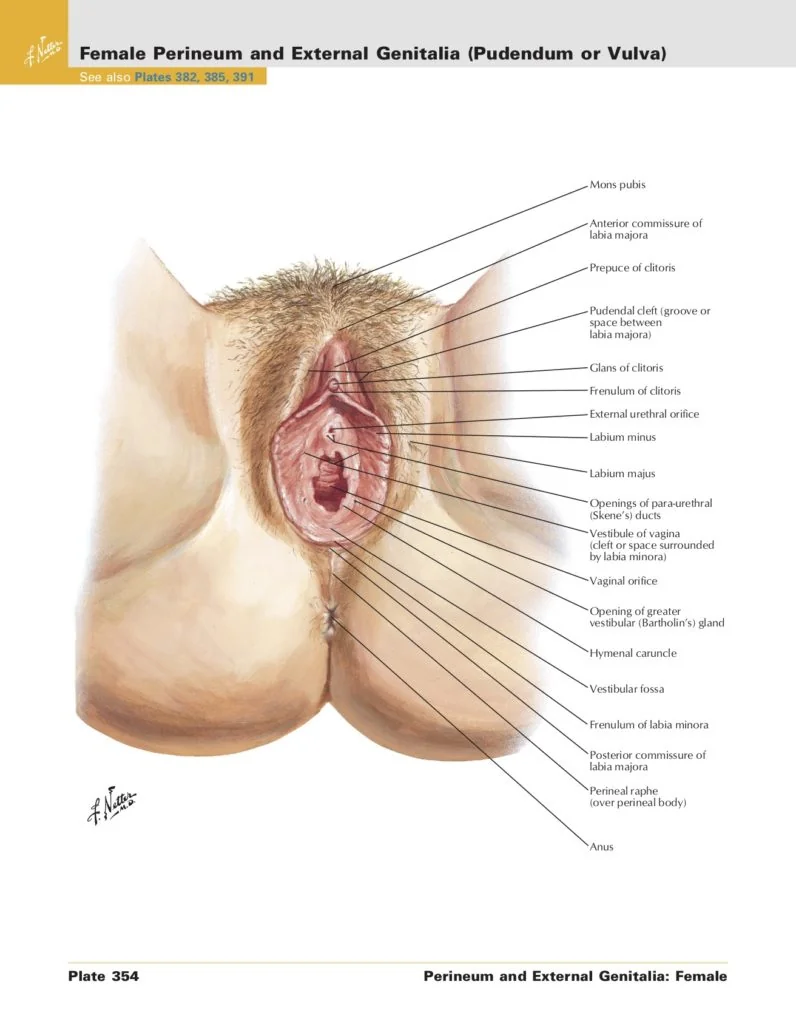 Incontinence clamp restoration - diatomi sfigktira 5