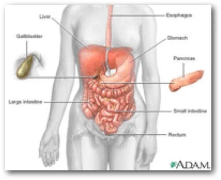 CROHN Photo 1: Digestive system anatomy